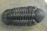 Detailed Reedops Trilobite - Atchana, Morocco #348412-1